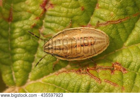 Closeup On Bishop's Mitre Shieldbug, Aelia Acuminata Sitting On A Green Leaf In The Garden