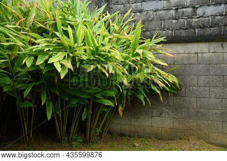 Alpinia Galanga Tree In The Garden Near The Brick Wall
