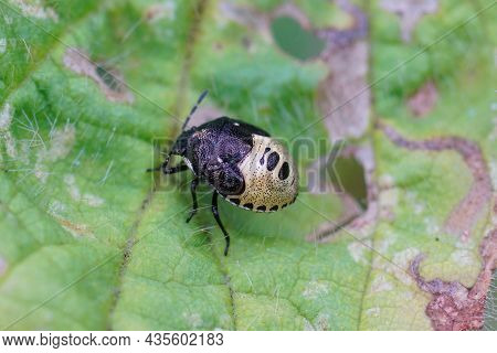 Closeup On A Nymph Of The Woundwort Shieldbug, Stagonomus Venustissimus In The Garden