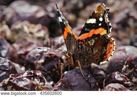 Closeup Of A Vanessa Atalanta Butterfly Feeding On Rotten Fruit In The Garden