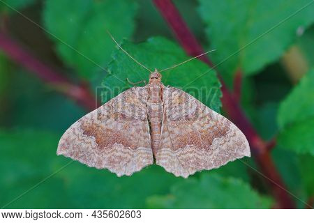 Closeup On The Yellow Shell Moth , Camptogramma Bilineata With Open Wings