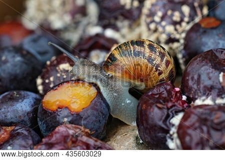 Closeup On The Garden Snail, Cornu Asperum , Eating From Rotten Fruit