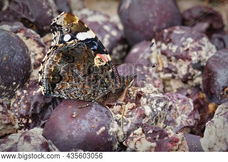 Closeup On A Vanessa Atalanta Butterfly With Closed Wings, Eating From Rotten Fruit In The Garden