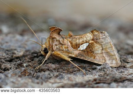 Closeup On The  Golden Twin-spot Moth Or Tomato Looper , Chrysodeixis Chalcites Sitting On A Piece O
