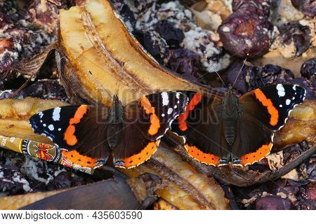 Closeup On Two Vanessa Atalanta Butterflies Eating From Rotten Fruit In The Garden
