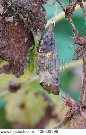 Closeup On A Cocoon Of A Vanessa Atalanta Butterfly Hanging In The Vegetation In The Garden