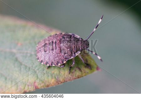 Closeup Of A Nymph Of The Mottled Shieldbug, Rhaphigaster Nebulosa , Sitting On The Tip Of A Green L