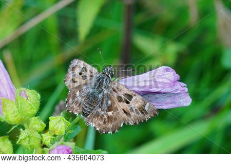 Closeup Of The Mallow Skipper Butterfly, Carcharodus Alceae Sitting On A Pink Flower Of It\'s Host P