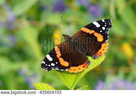 Closeup Of The Colorful Vanessa Atalanta Butterfly, Posing With Open Wings In The Garden