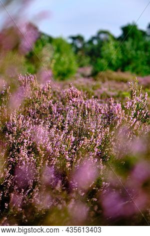 Purple Pink Heather With Selective Field Of Focus. Heathland And Forest Area Called Den Treek Hensch