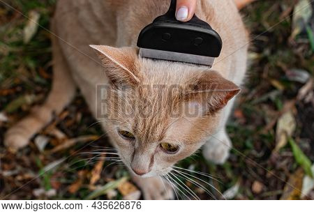 A Cat Whose Fur Is Combed Out With A Lance