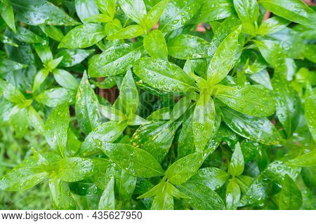 Fresh Thai Herbal Medicine Herbs Organic Plant Leaves Andrographis Paniculata