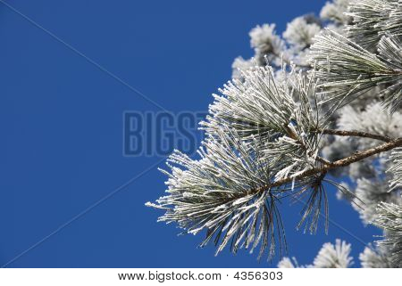 Pinho de Inverno