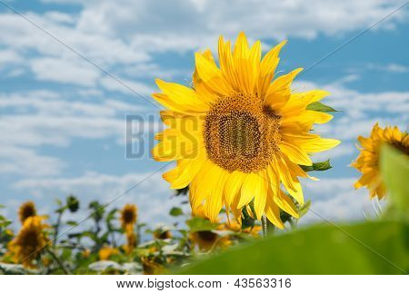 Beautiful Sunflowers In The Field With Bright Blue Sky