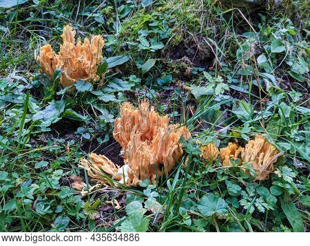 Mushroom In The Swiss Mountains. Found During A Beautiful Autumn Hike On The Silberen Mountain