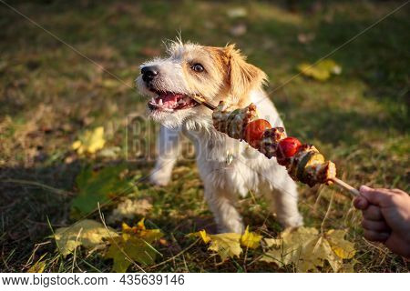 Girl Offers Jack Russell Terrier Puppy A Barbecue Stick