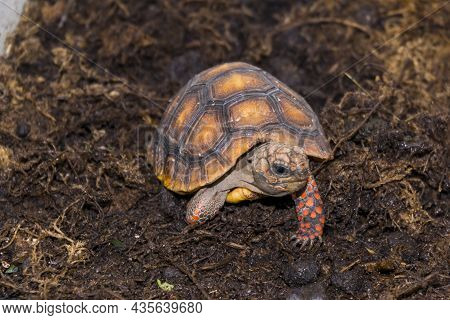 Some Weeks Old Red-footed Tortoise Baby In A Terrarium