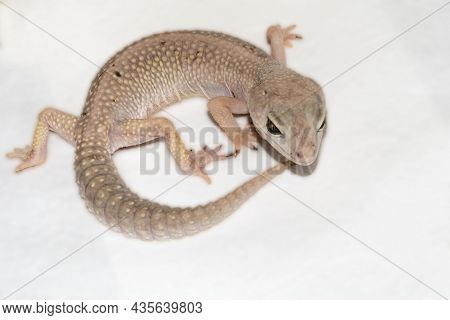 Blizzard Type Leopard Gecko On White Sheet