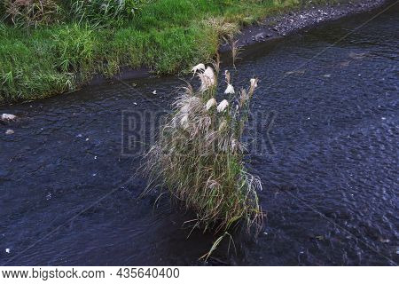 Japanese Pampas Grass Is A Japanese Autumn Tradition. You Can See Japanese Pampas Grass Swaying In T