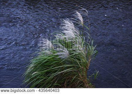 Japanese Pampas Grass Is A Japanese Autumn Tradition. You Can See Japanese Pampas Grass Swaying In T