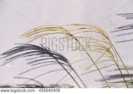 Japanese Pampas Grass Is A Japanese Autumn Tradition. You Can See Japanese Pampas Grass Swaying In T