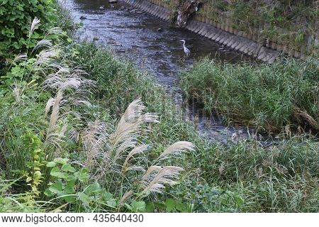 Japanese Pampas Grass Is A Japanese Autumn Tradition. You Can See Japanese Pampas Grass Swaying In T