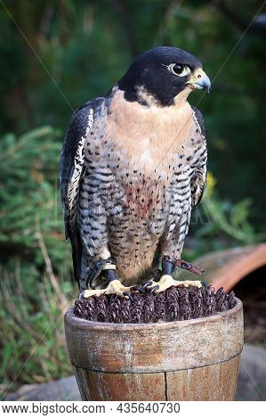 Vertical Protrait Of A Peregrine Falcon On A Perch