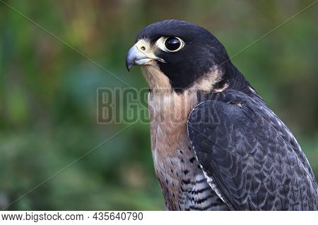 Side Protrait Of A Peregraine Falcons Head