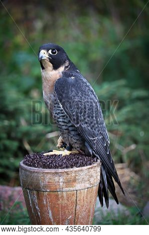 Vertical Protrait Of A Peregrine Falcon On A Perch