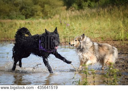 Mudi And Sheltie Are Standing In The Water. It Was Autumn Photo Workshop.
