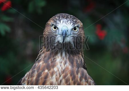 Portrait Of A Juvenile Red Tail Hawk Head