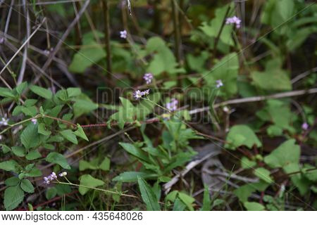 Persicaria Senticosa Flowers. Polygonaceae Annual Vine. It Has Sharp Thorns On Its Stems And Leaves,
