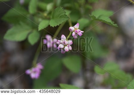 Persicaria Senticosa Flowers. Polygonaceae Annual Vine. It Has Sharp Thorns On Its Stems And Leaves,