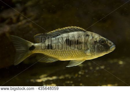 Sulfurhead Aulonocara, Sulfurhead Peacock (aulonocara Maylandi) In Aquarium.