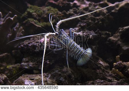 Painted Rock Lobster, Common Rock Lobster, Bamboo Lobster,  Blue Spiny Lobster (panulirus Versicolor