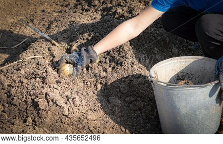 A Potatoes Harvesting At The Farm Naturalistic Coloured