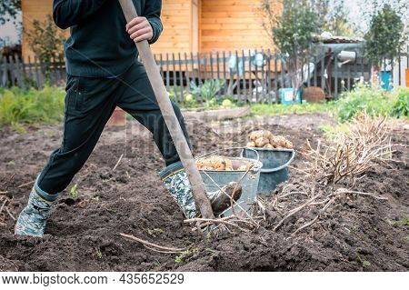 A Potatoes Harvesting At The Farm Naturalistic Coloured
