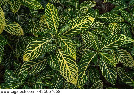 Sanchezia Speciosa Leonard,green Leaves Pattern With Yellow Stripes For Background,beautiful Zebra P