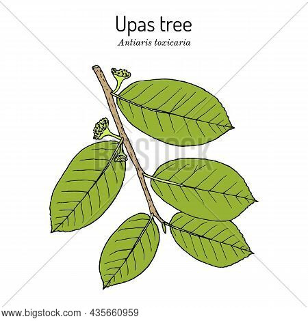 Upas Tree Antiaris Toxicaria , Poisonous Plant. Hand Drawn Botanical Vector Illustration