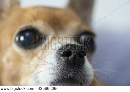 Chapped Nose Of An Incurable Dog. Blurred Background.