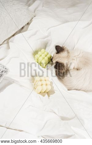 A Small Beige Colored Ragdoll Baby Kitten Cat On White Sheets Smelling On White And Green Bubble Can