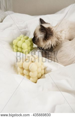 A Small Beige Colored Ragdoll Baby Kitten Cat On White Sheets Smelling On White And Green Bubble Can