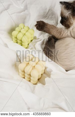 A Small Beige Colored Ragdoll Baby Kitten Cat On White Sheets Smelling On White And Green Bubble Can