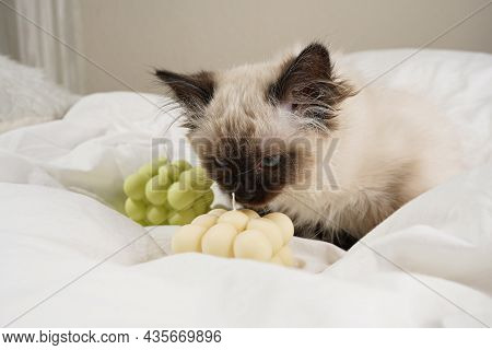 A Small Beige Colored Ragdoll Baby Kitten Cat On White Sheets Smelling On White And Green Bubble Can