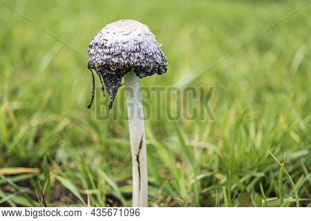 Coprinus Comatus. Coprinopsis Atramentaria. Shaggy Mushroom. Mushrooms Growing On A Lawn With Autumn