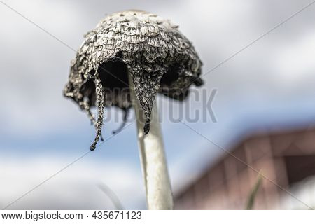 Coprinus Comatus. Coprinopsis Atramentaria. Shaggy Mushroom. Mushrooms Growing On A Lawn With Autumn