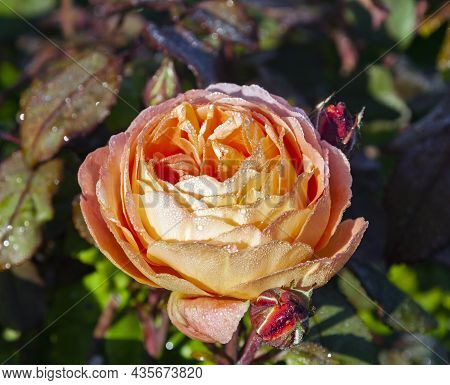 Blooming Beautiful Orange Rose Of Cordes Selection In Dew Drops. The Vulcano Rose Flower In The Morn