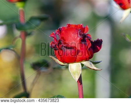 Delicate Red Rose With Lace Edges From The Raffles Varietal Group In Dew Drops. Indian Raffles Rose 