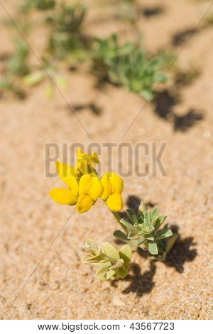 Creta Trefoil