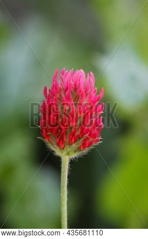The Beautiful Red Flower Of The Blood Clover, Blood Clover, Trifolium Incarnatum.